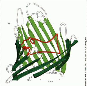 feuillet bêta