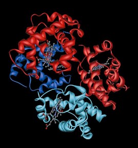l'hémoglobine est une protéine avec une structure quaternaire: 4 molécules de globine sont associés